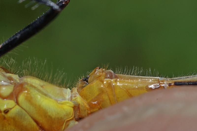 Photo of White-faced Meadowhawk