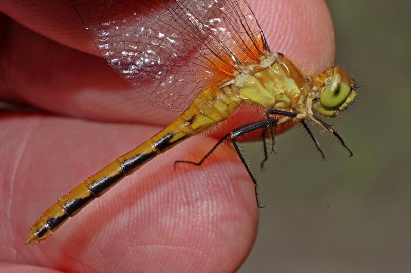 Photo of White-faced Meadowhawk