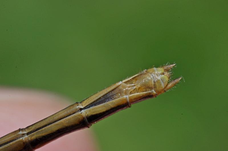 Photo of White-faced Meadowhawk
