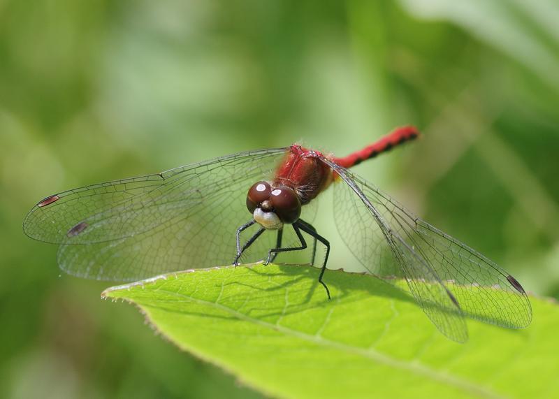 Photo of White-faced Meadowhawk