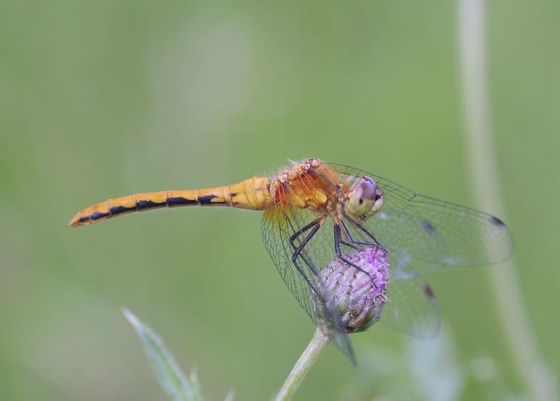Photo of White-faced Meadowhawk