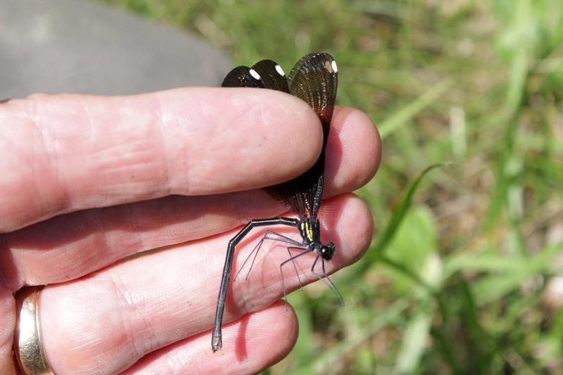 Photo of Ebony Jewelwing