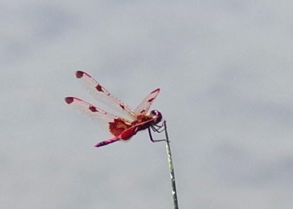 Photo of Calico Pennant