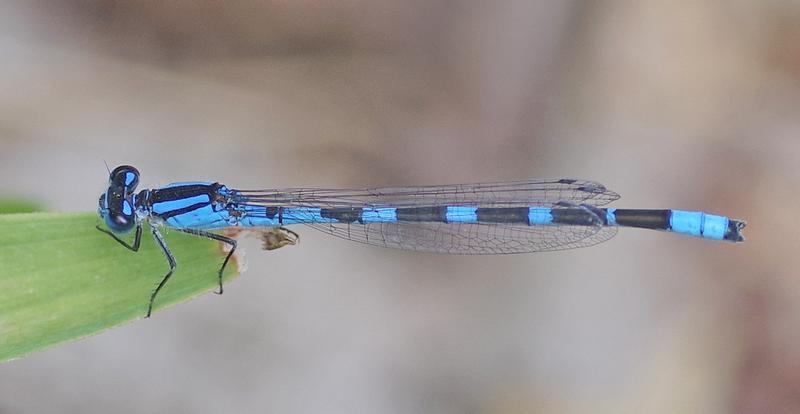 Photo of Tule Bluet