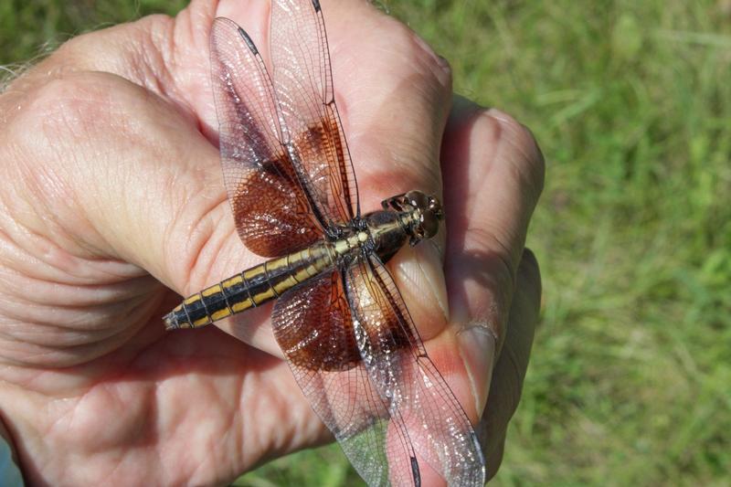 Photo of Widow Skimmer