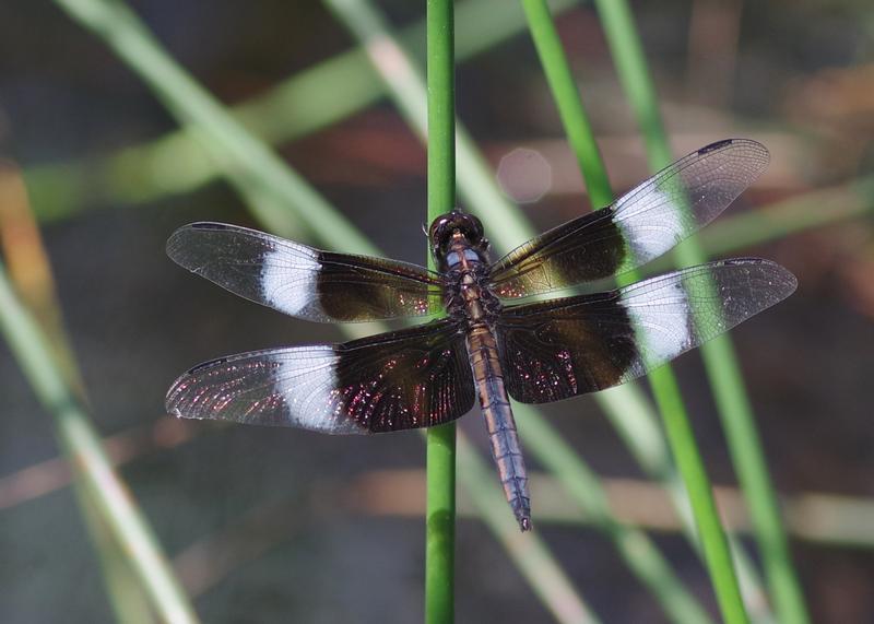 Photo of Widow Skimmer