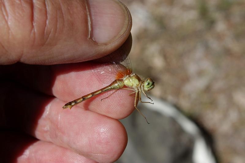 Photo of Autumn Meadowhawk