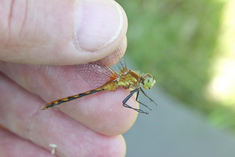 Photo of White-faced Meadowhawk