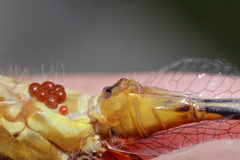 Photo of White-faced Meadowhawk