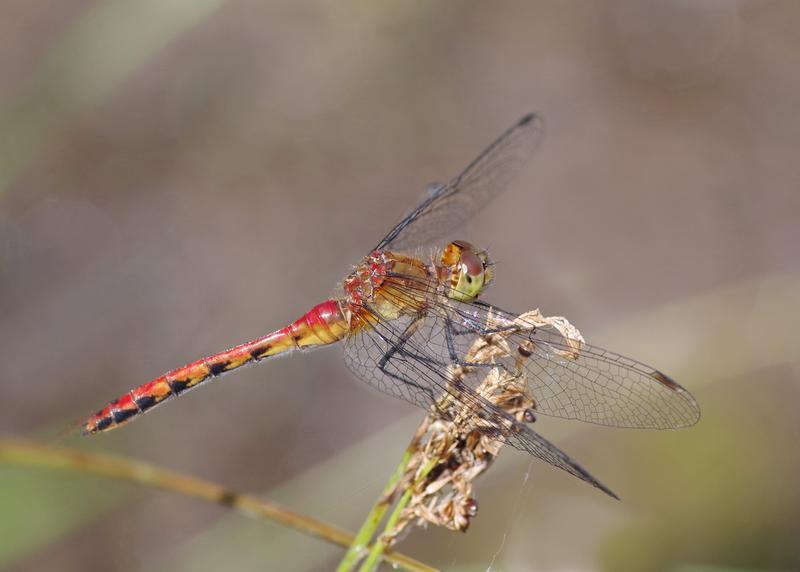 Photo of Ruby Meadowhawk