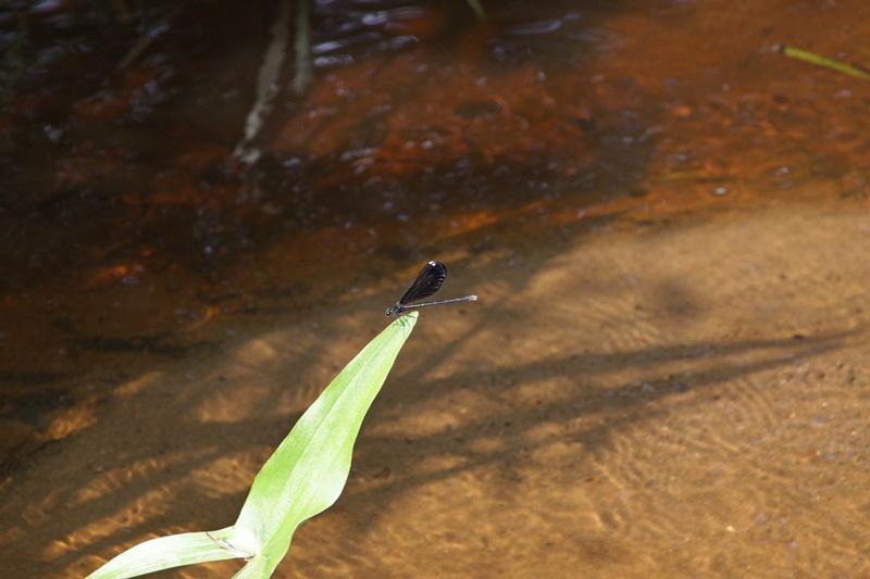 Photo of Ebony Jewelwing