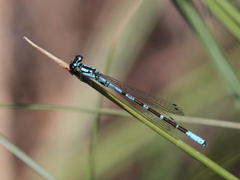 Photo of Subarctic Bluet