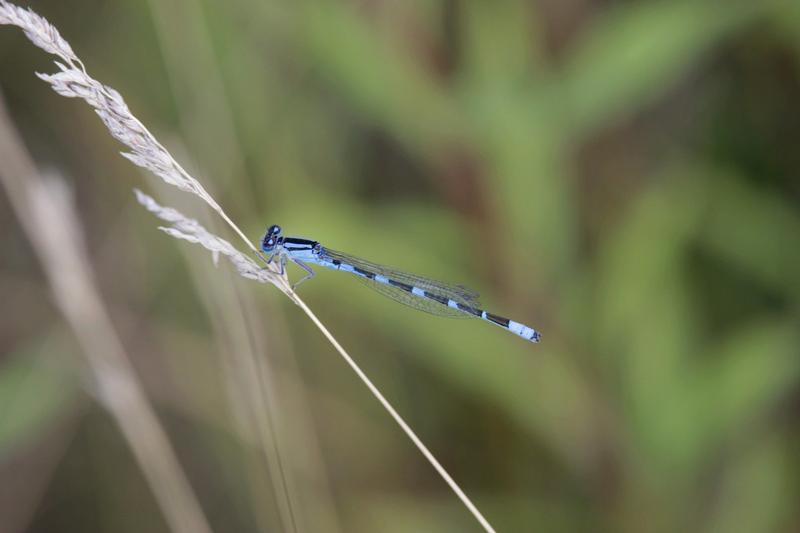 Photo of Tule Bluet