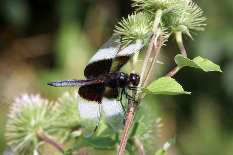 Photo of Widow Skimmer