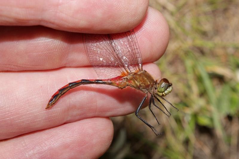 Photo of White-faced Meadowhawk