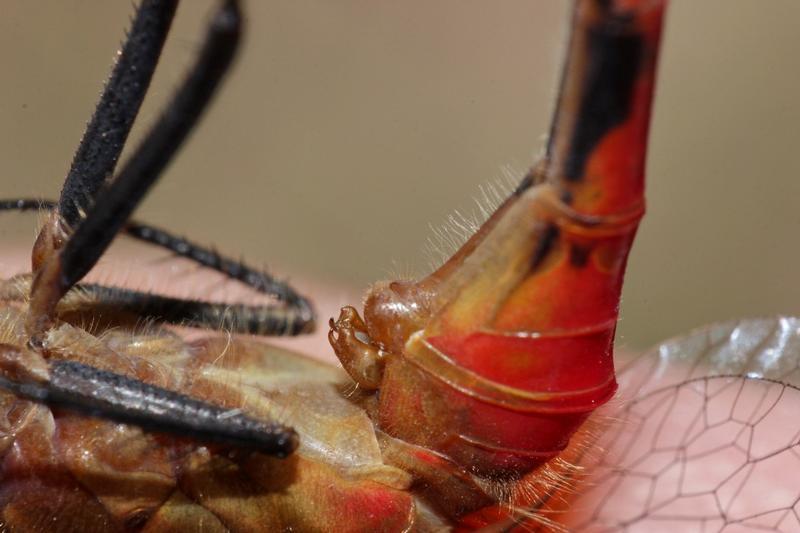 Photo of White-faced Meadowhawk