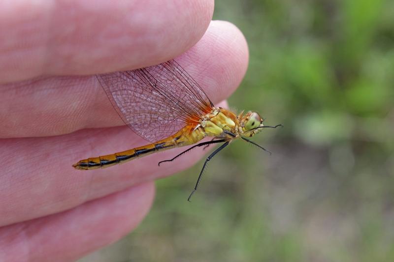 Photo of White-faced Meadowhawk