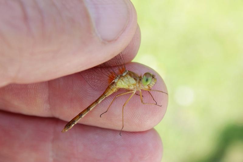 Photo of Autumn Meadowhawk