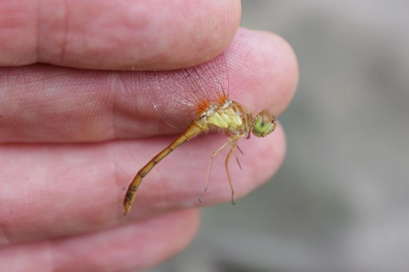 Photo of Autumn Meadowhawk