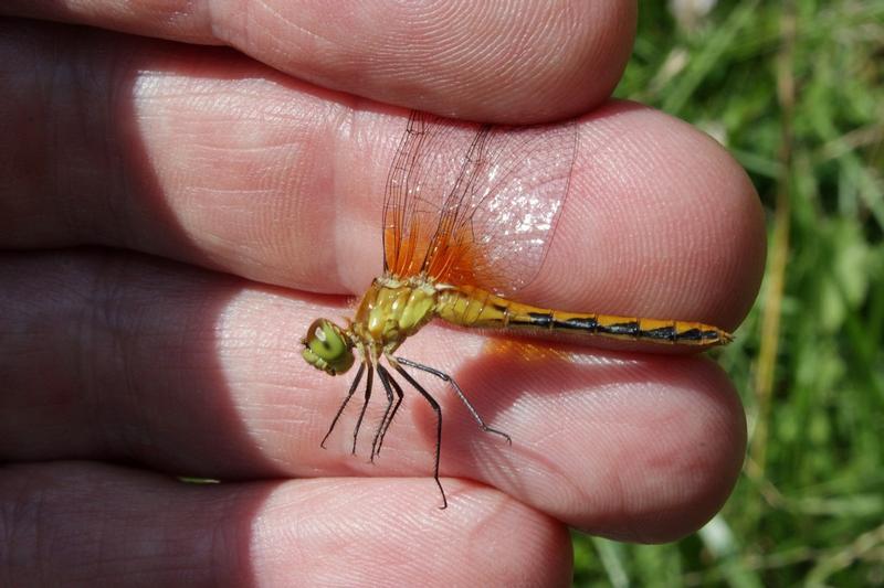 Photo of White-faced Meadowhawk