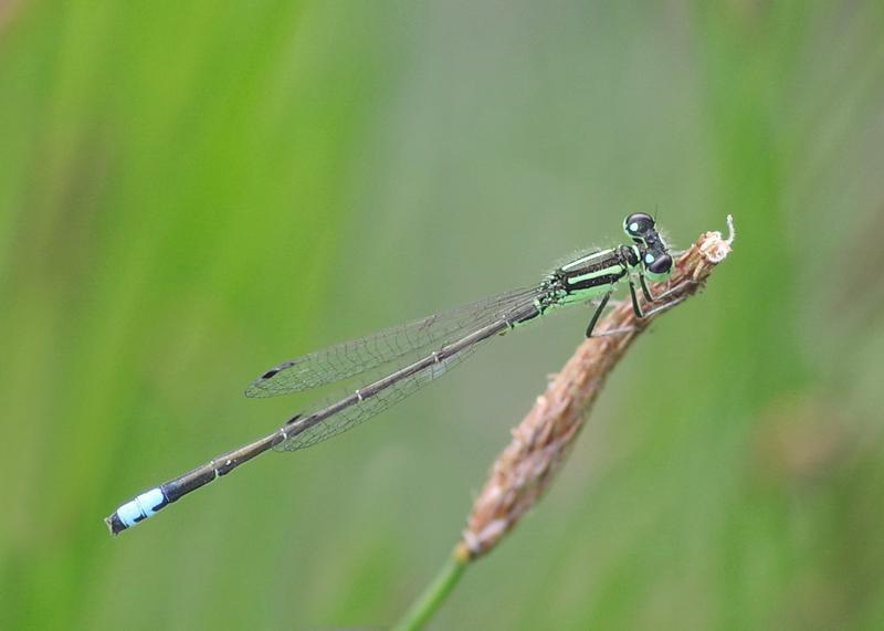 Photo of Eastern Forktail
