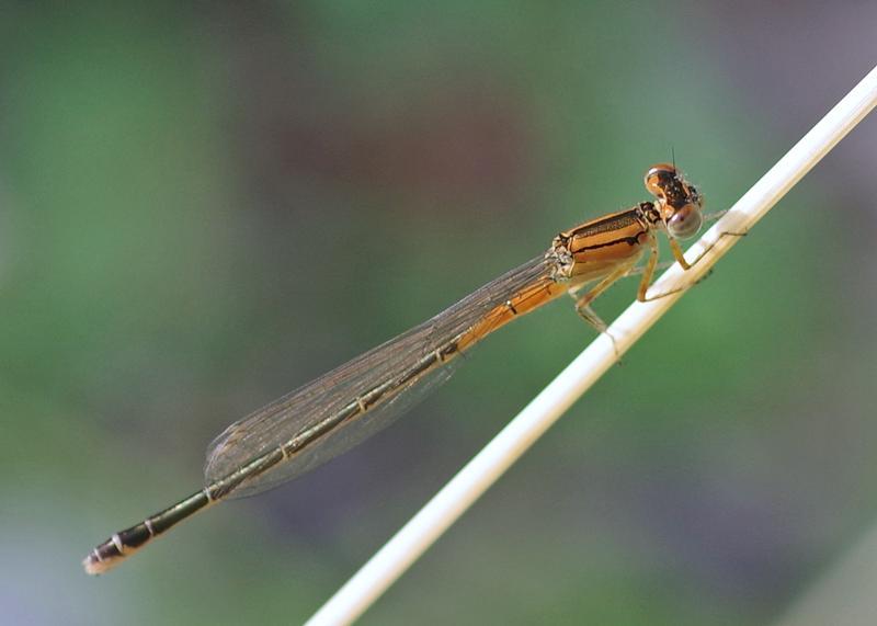Photo of Eastern Forktail