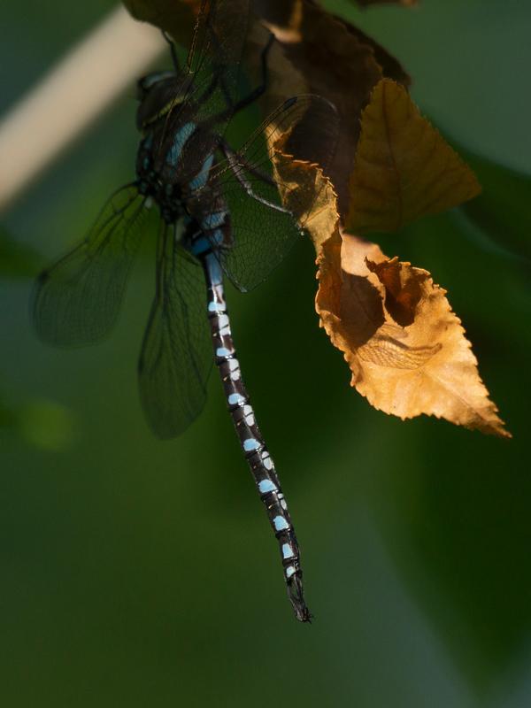 Photo of Lance-tipped Darner