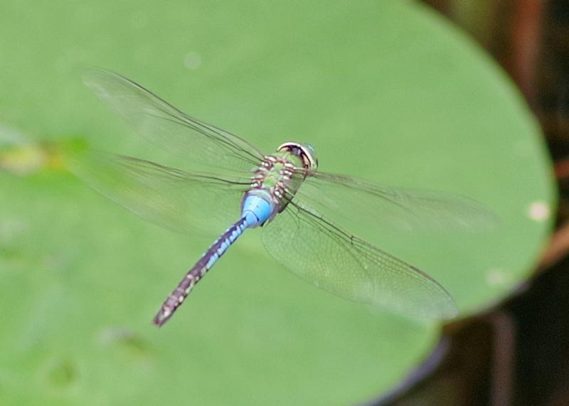 Photo of Common Green Darner