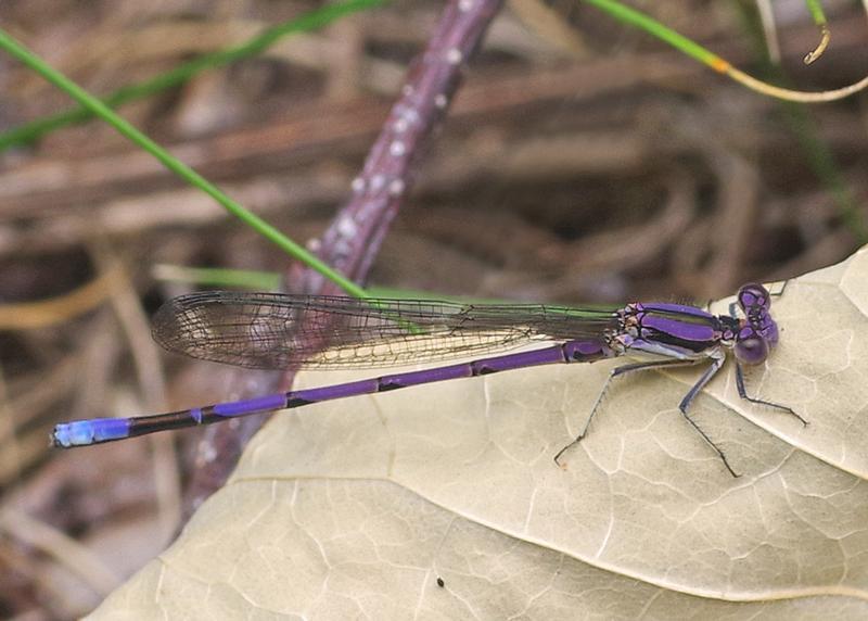 Photo of Variable Dancer (Violet Dancer ssp.)