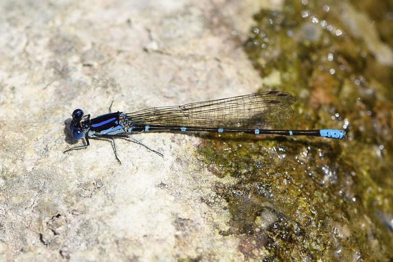 Photo of Blue-ringed Dancer