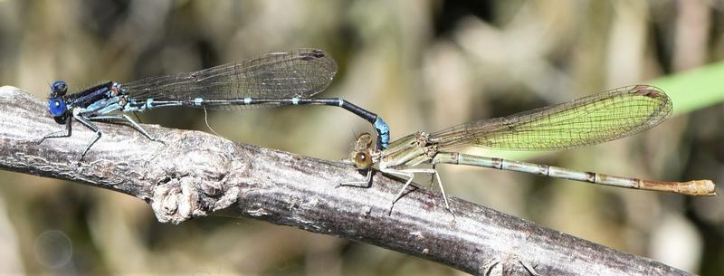 Photo of Blue-ringed Dancer