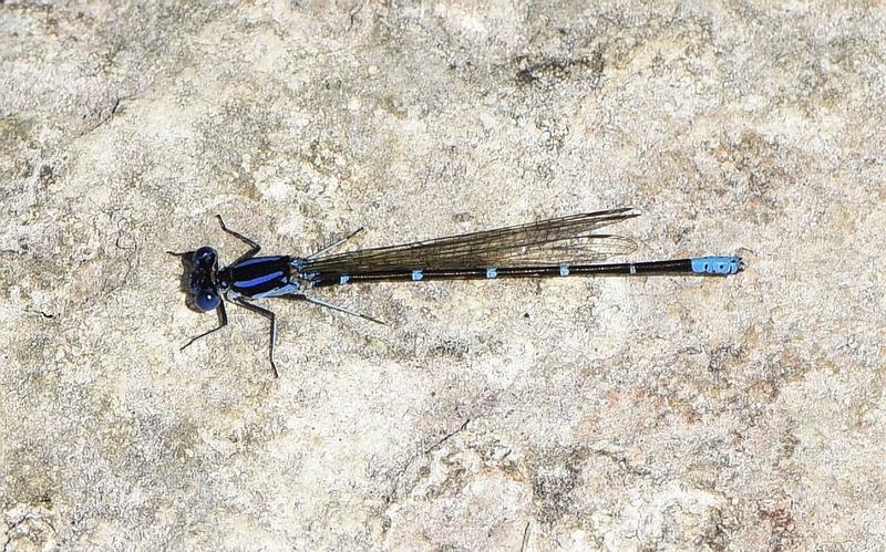 Photo of Blue-ringed Dancer