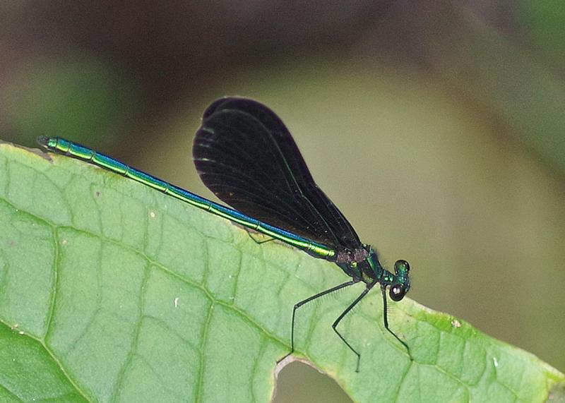 Photo of Ebony Jewelwing