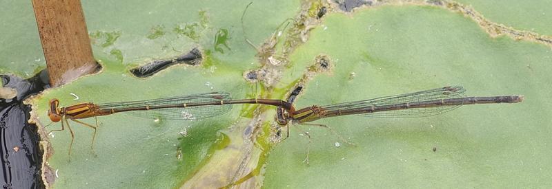 Photo of Orange Bluet