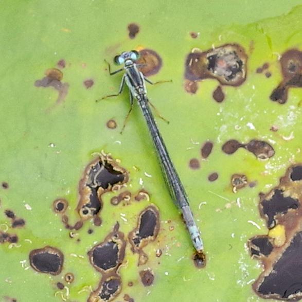 Photo of Lilypad Forktail