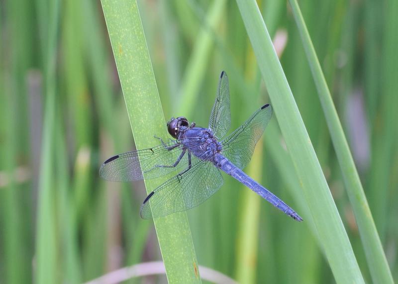 Photo of Slaty Skimmer