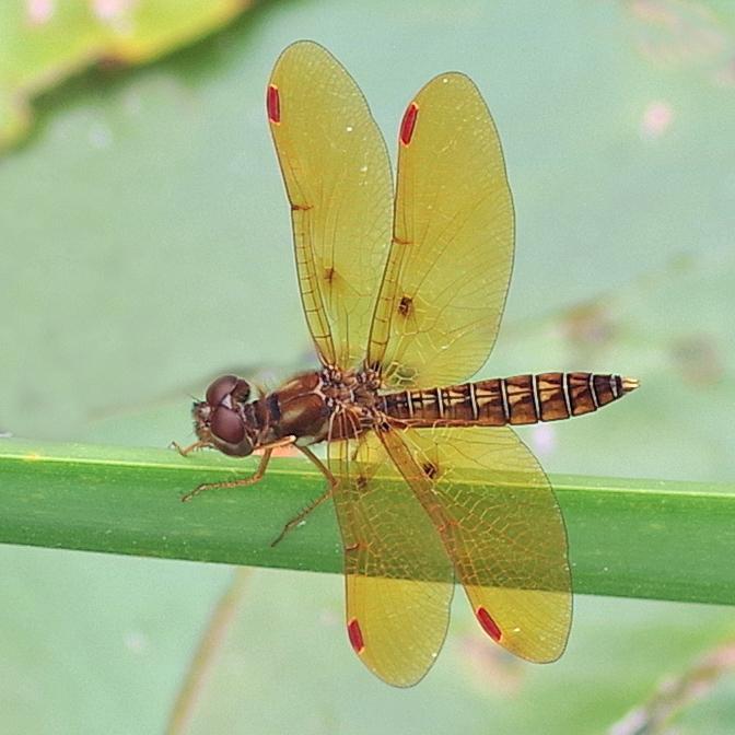 Photo of Eastern Amberwing