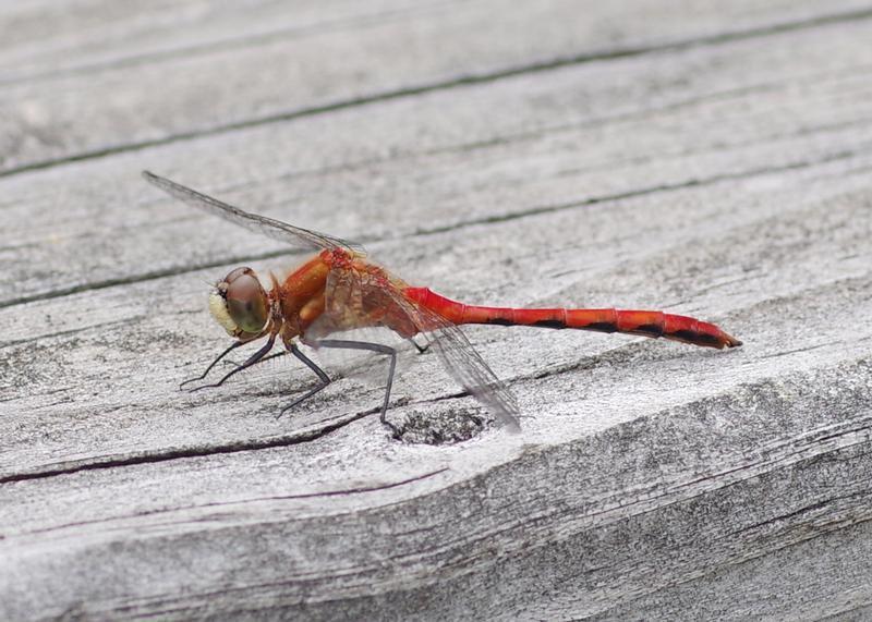 Photo of White-faced Meadowhawk
