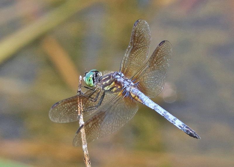 Photo of Blue Dasher