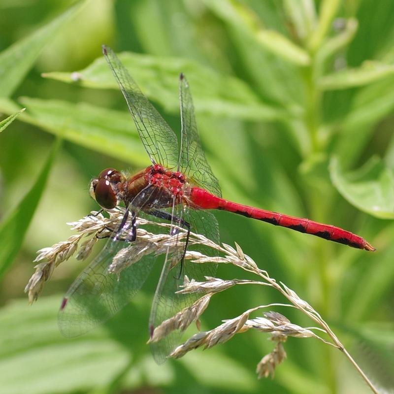 Photo of White-faced Meadowhawk