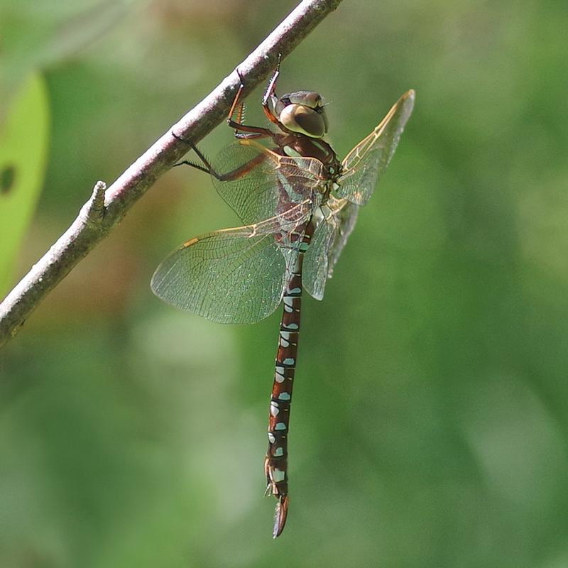 Photo of Lance-tipped Darner