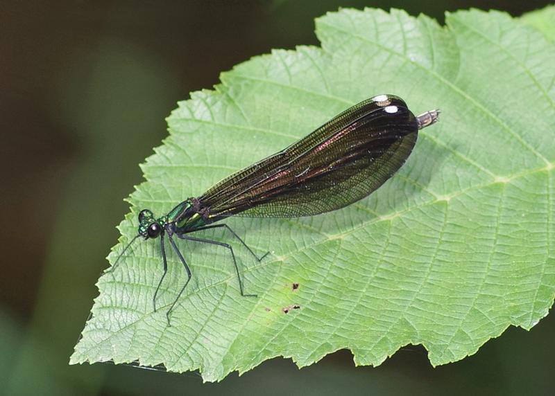 Photo of Ebony Jewelwing