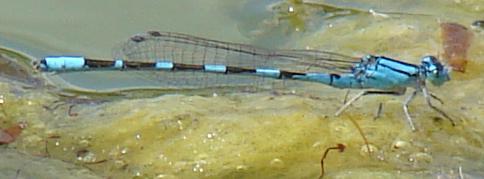 Photo of Tule Bluet