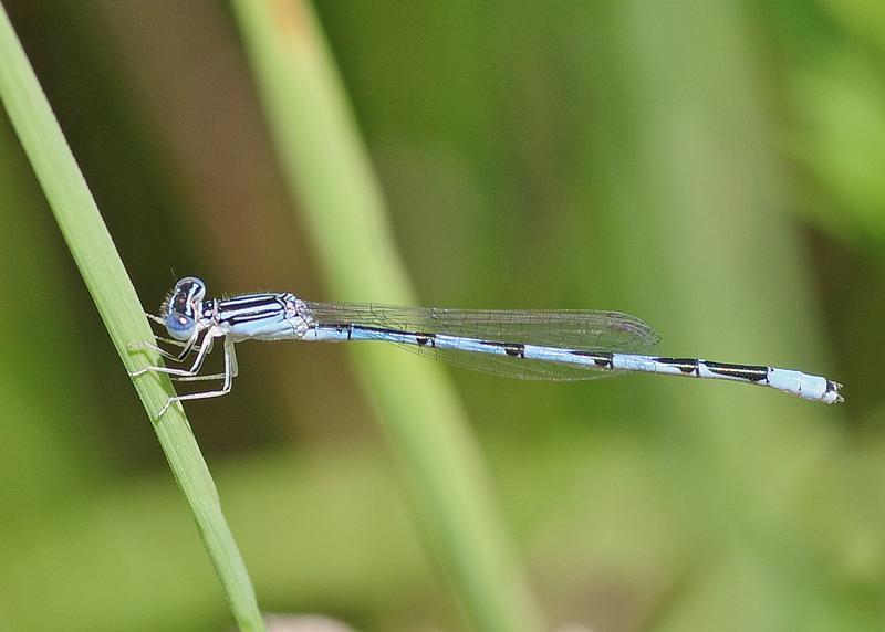 Photo of Double-striped Bluet