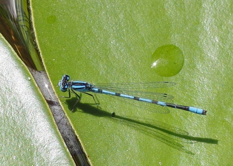 Photo of Marsh Bluet