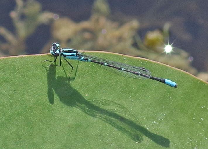 Photo of Skimming Bluet