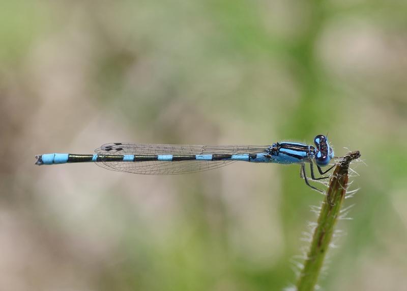 Photo of Tule Bluet