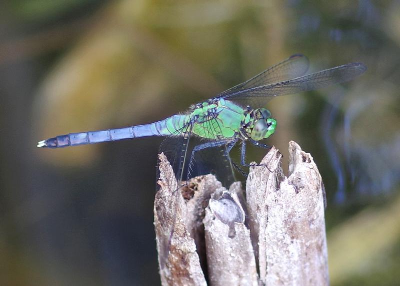 Photo of Eastern Pondhawk