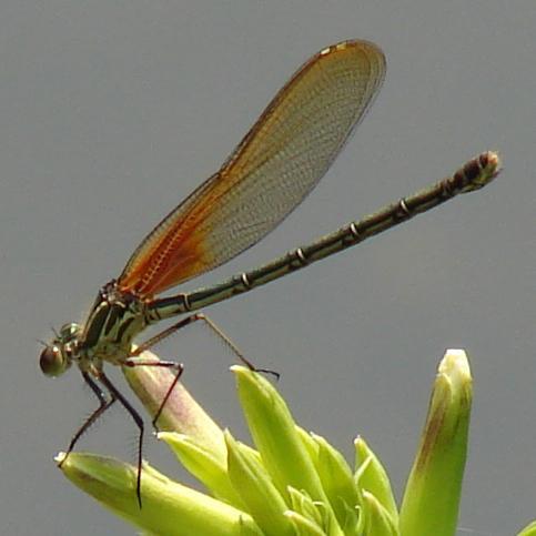Photo of American Rubyspot