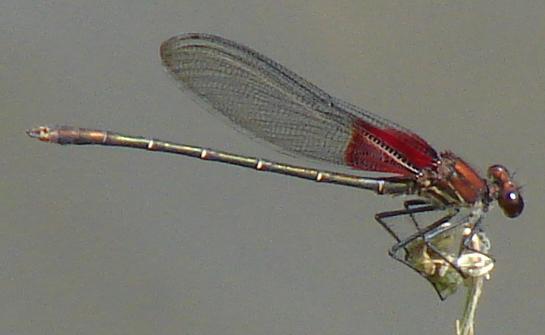 Photo of American Rubyspot